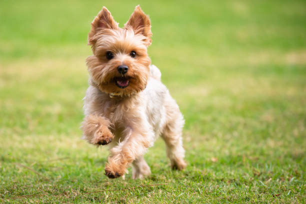 witam. - yorkshire terrier zdjęcia i obrazy z banku zdjęć