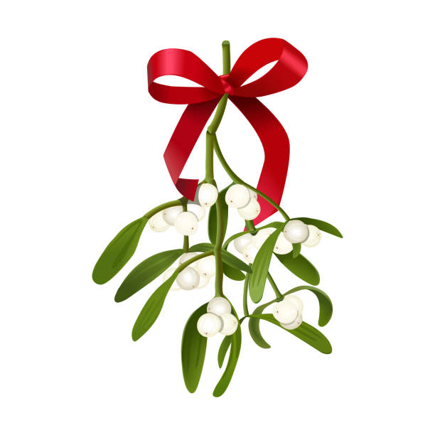 mistel. vektor-illustration von hängenden zweige der mistel mit mit beeren und rote schleife isoliert auf weiss - mistletoe stock-grafiken, -clipart, -cartoons und -symbole