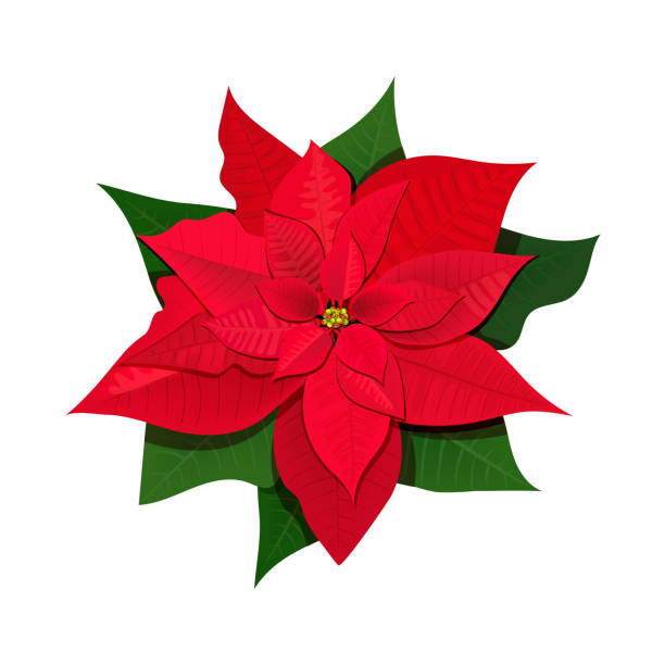 Poinsettia flower. Colored vector illustration. Isolated on white background. Set with Poincetti flowers. Colored vector illustration. Isolated on white background. for cards, posters, banners, invitations greeting cards prints, Christmas decortion poinsettia stock illustrations