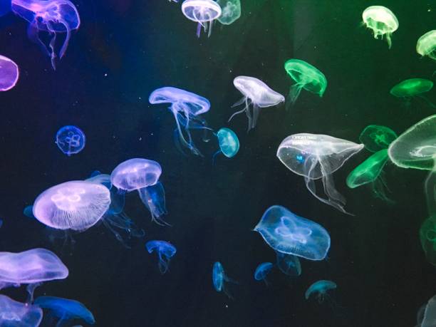 istock Jellyfish in Beautiful Lighting 1060764970