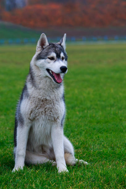 istock Dog breed Siberian husky 1060768000