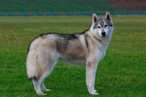 istock Dog breed Siberian husky 1060768072
