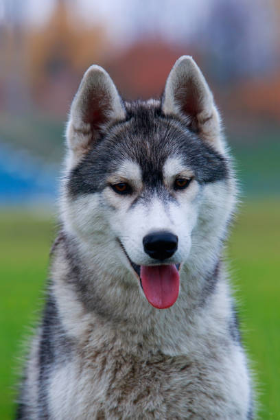 istock Dog breed Siberian husky 1060768118