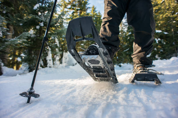 Closeup of Hiker Snowshoeing on Trail Through Winter Forest, Canada stock photo
