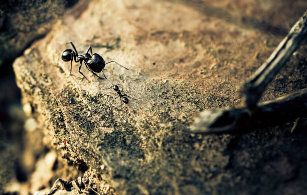 istock Small ant biting the big black ant antenna 1060775172
