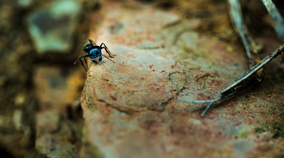 Lonely black ant with fat head on the edge of the stone