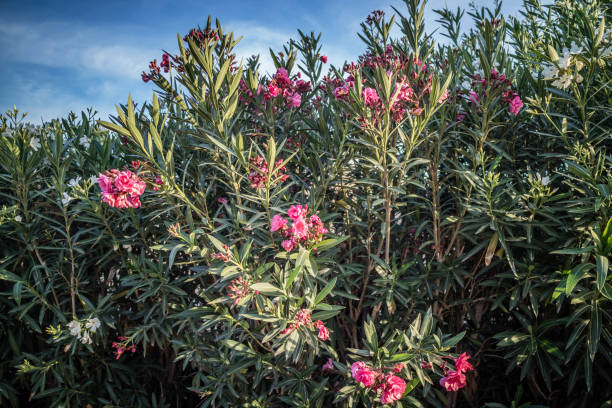 A Nerium Oleander tree in Yuma, Arizona A beautiful portrait shot of a small tree or shrub in Southwestern Arizona yuma photos stock pictures, royalty-free photos & images