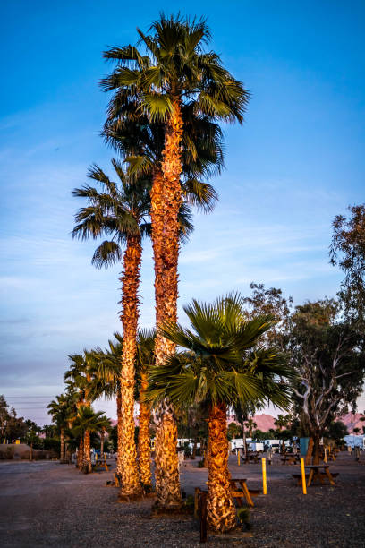 Greeny Palmyra Palm Trees in Yuma, Arizona
