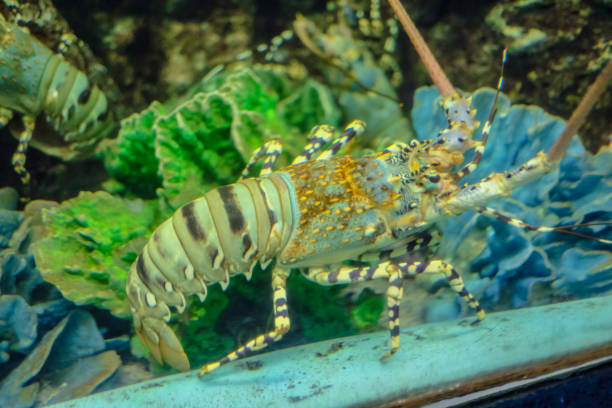 istock Close up Green Lobster in the tank 1060777372