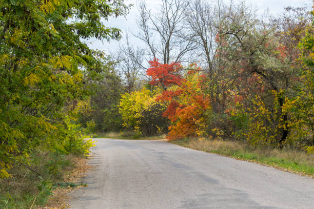 istock The road going to the forest. 1060778784