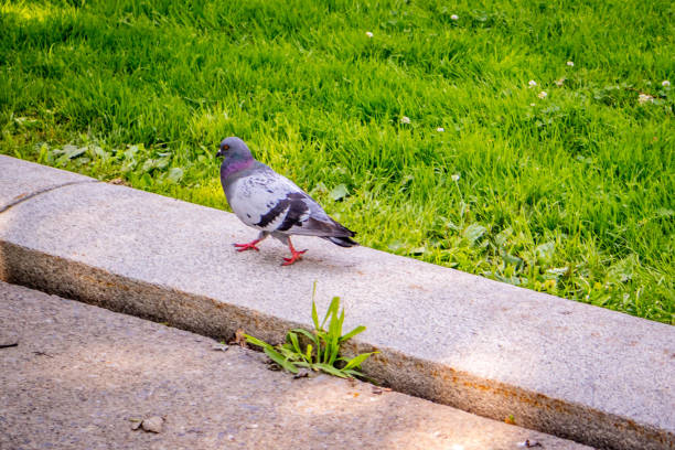 istock A Rock Dove in Albany, New York 1060779032