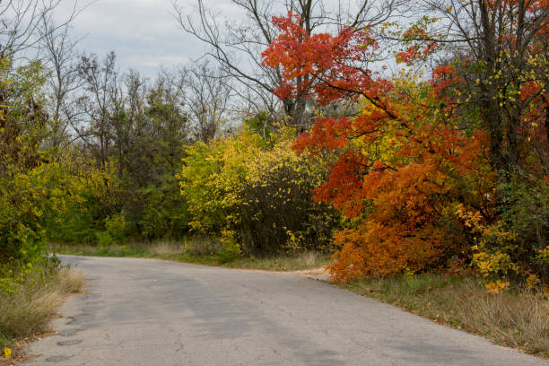 istock The road going to the forest. 1060779076