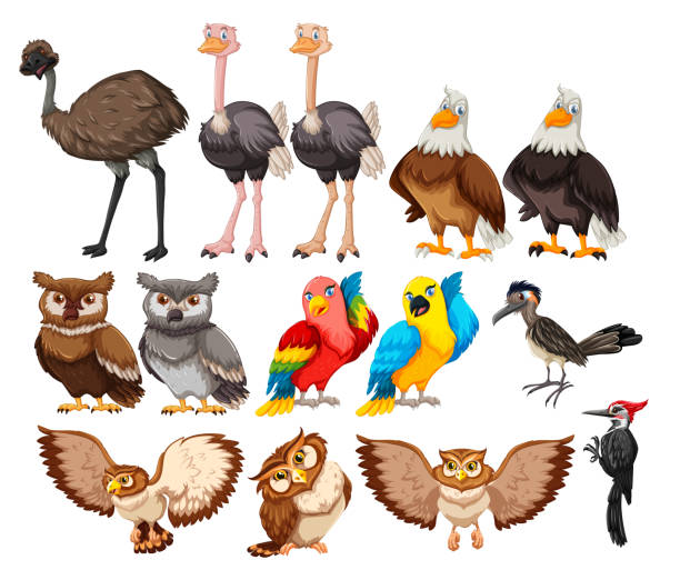 ilustrações, clipart, desenhos animados e ícones de conjunto de pássaro no fundo branco - roadrunner