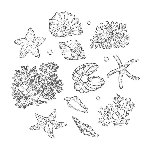 Vector illustration of Vector set sea shells stars corals and pearls different shapes. Clamshells starfishes polyps monochrome black outline sketch illustration on white background for design marine tourist cards logos.