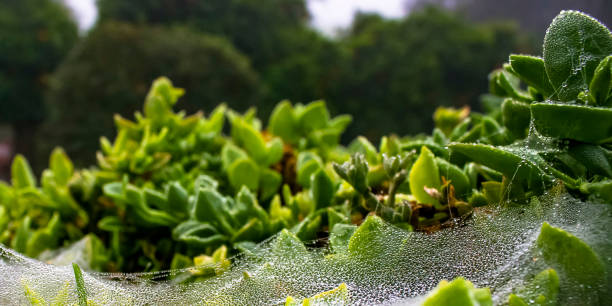 istock Dew formed on spiderwebs in the early morning 1060782618