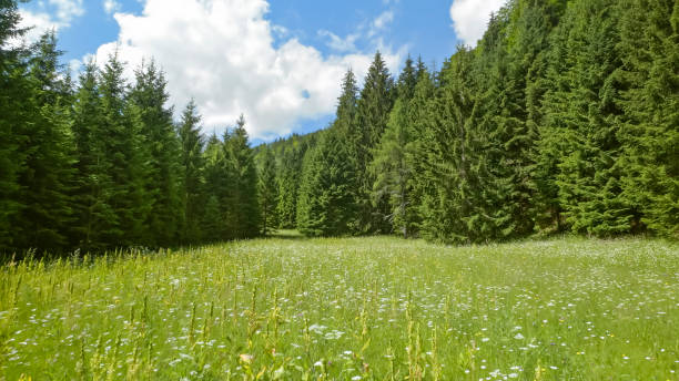 istock View of grassy landscape 1060789120