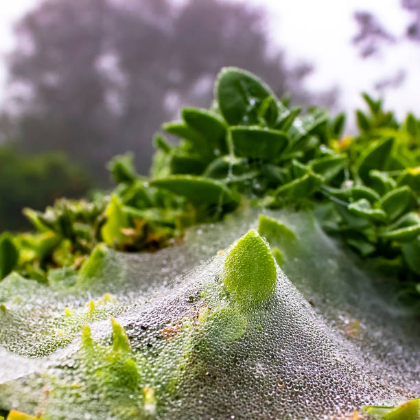 istock Dew formed on spiderwebs covering green leaves 1060792140