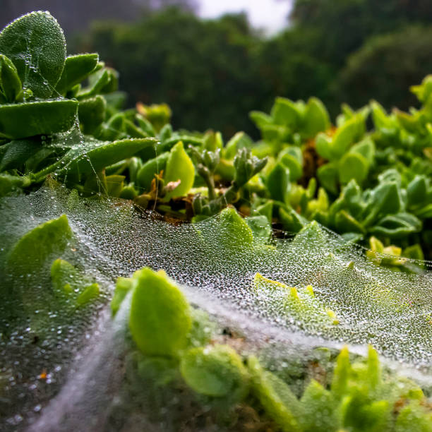 istock Early morning view with dew drops on spiderwebs 1060793686