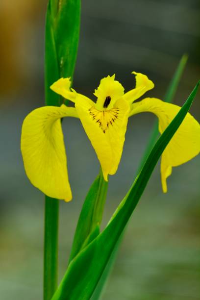 istock A beautiful bright yellow iris; close-up photo on a soft dark-green background; soft light and bright colours 1060797068