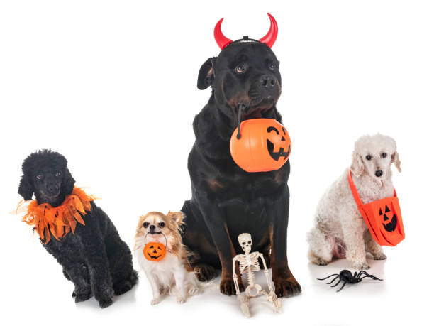 istock dogs and halloween 1060799036