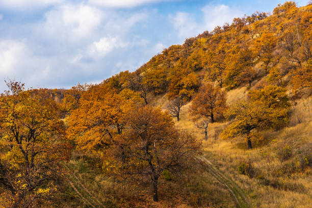 istock Beautiful landscape - Autumn oak forest on high hills 1060800286