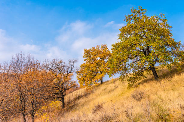 Photo of Late autumn - tree on a background of hills with autumn trees