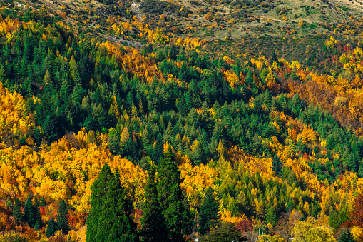 Beautiful colorful green yellow orange and red autumn trees forest on the hill.