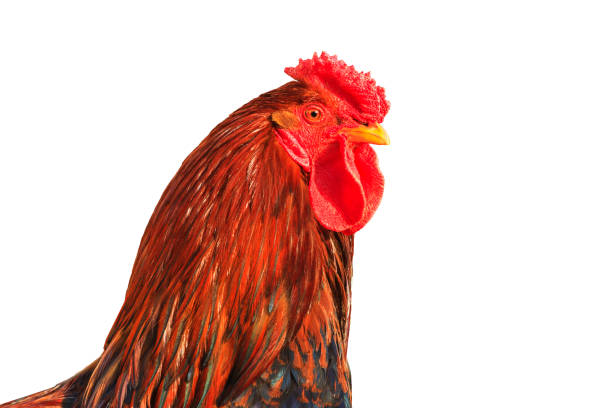 istock cock with red feathers isolated on white background 1060801652