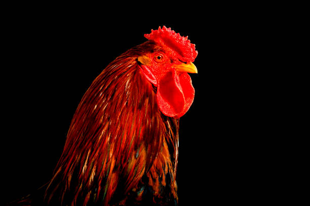 istock rooster with red feathers isolated on white background 1060801658