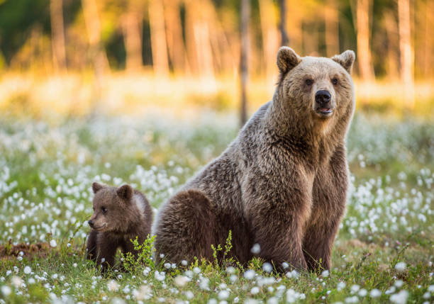 istock She-bear and bear-cub at sunset. 1060805660