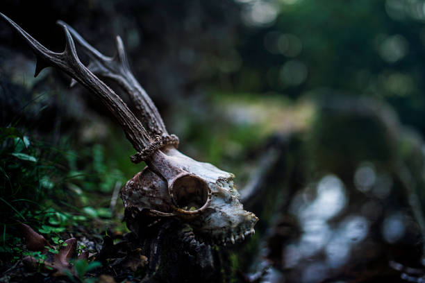 istock Deer skull in the jungle darkness 1060805860