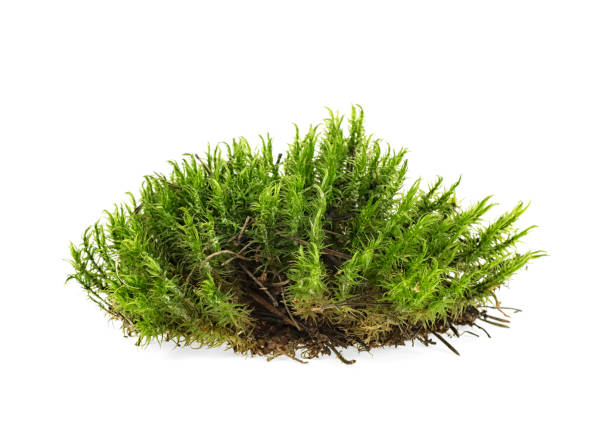 istock Green moss isolated on white bakground 1060805958