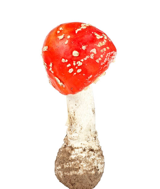 istock Red mushroom fly agaric isolated on white background 1060805970