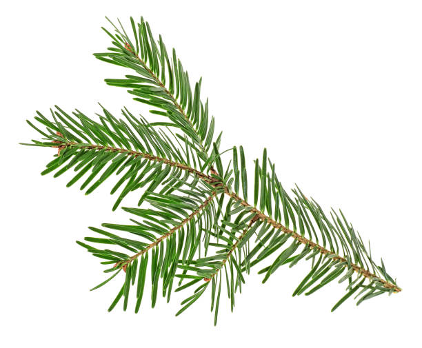 istock Twig of spruce on a white background 1060806020