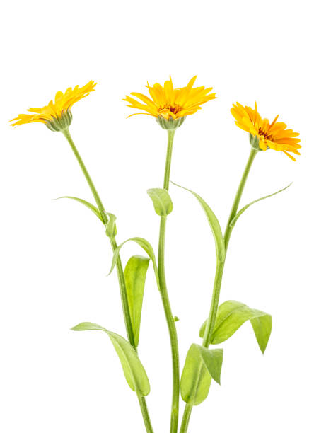 istock Calendula officinalis. Marigold flowers with leaves isolated on white background. 1060806088