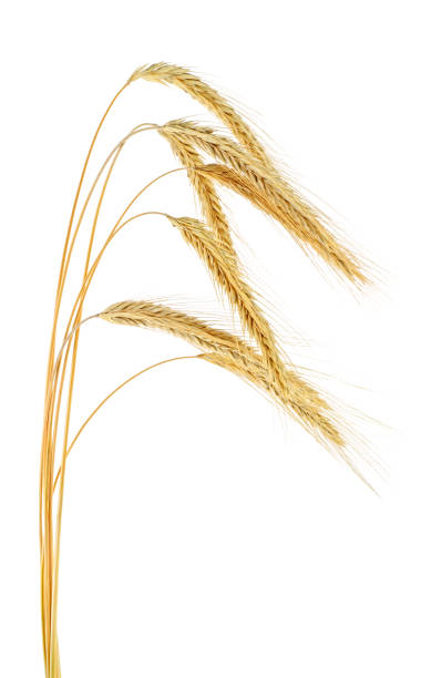 istock Ears of rye on a white background 1060806102