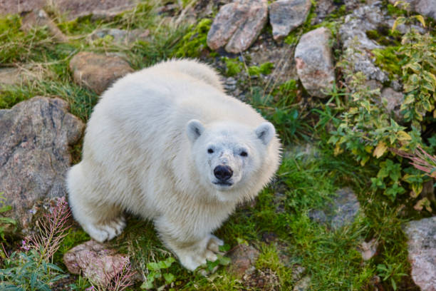 eisbären in der wildnis. tierwelt tier hintergrund - polar bear young animal isolated cub stock-fotos und bilder