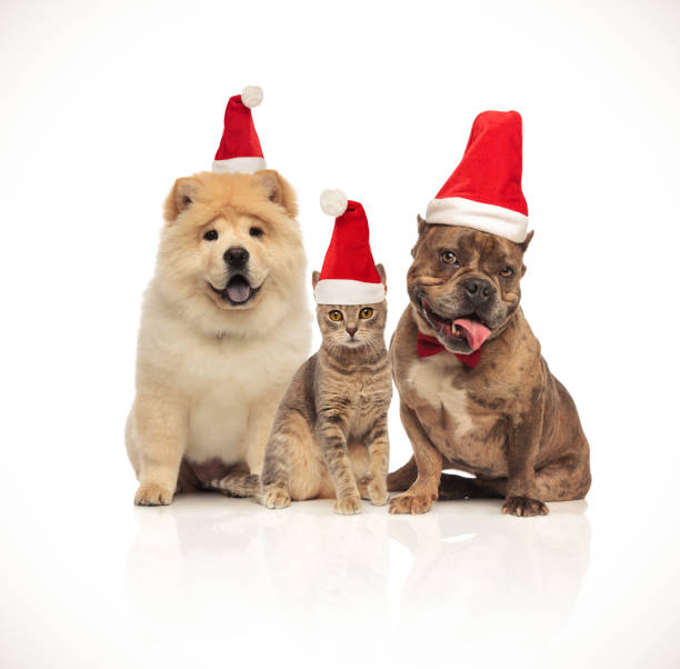 istock group of three cute pets with santa hats sitting 1060806824