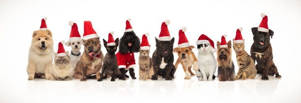 istock adorable santa pets wearing hats sitting, standing and lying 1060807982