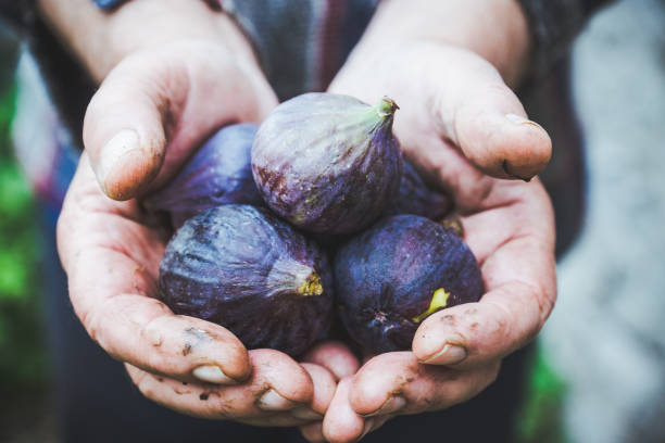 istock Farmer's hands with freshly harvested figs 1060808742