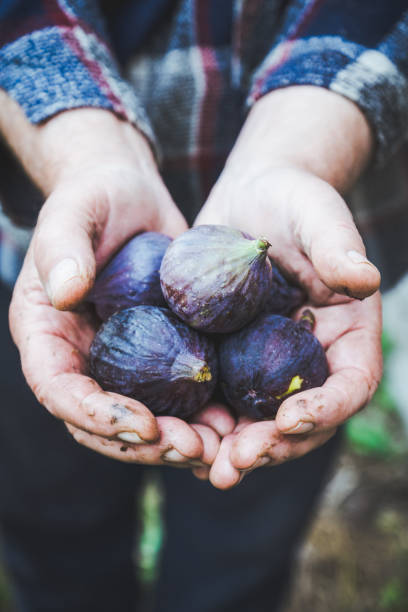 istock Farmer's hands with freshly harvested figs 1060808804