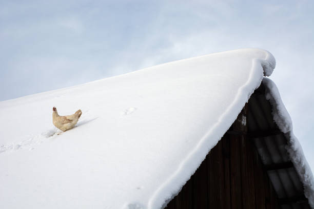 Optimistic hen sits on snow covered roof of old wooden village house. Flying chicken escaped from coop in winter time away to live. Free bird enjoy life in summit. Freedom background. Optimistic hen sits on snow covered roof of old wooden village house. Flying chicken escaped from coop in winter time away to live. Free bird enjoy life in summit. Freedom background. winter chicken coop stock pictures, royalty-free photos & images