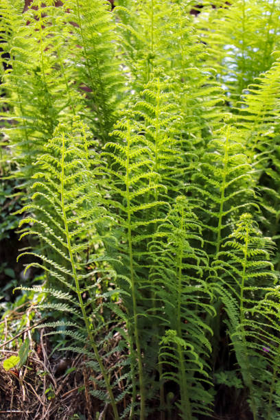 istock Wild fern plant 1060809262