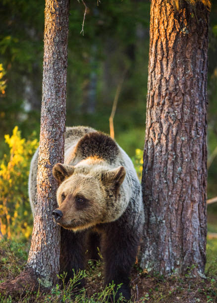 istock The Wild Brown bear in summer forest. 1060809734
