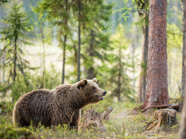 istock Wild Brown bear  in the summer forest. 1060809738