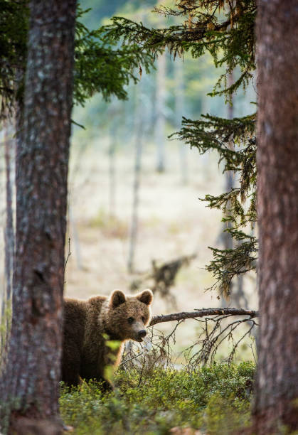 istock Brown bear cub in the summer forest. 1060810588