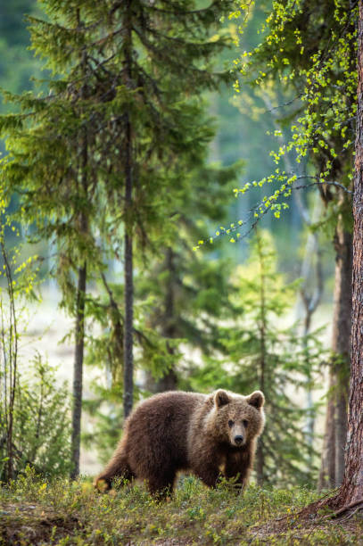 istock Brown bear cub in the summer forest. 1060812006