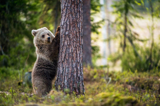 istock Brown bear cub stands on its hind legs. 1060813376