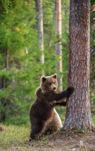 istock Brown bear cub stands on its hind legs. 1060813484