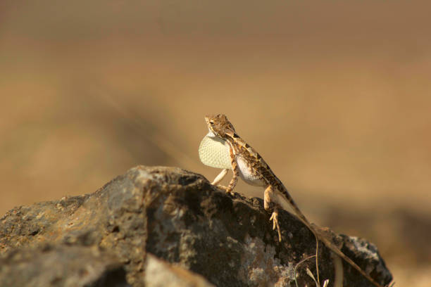 istock Fan-throated lizard, Sitana laticeps , Kolhapur , INDIA. 1060814170
